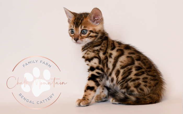 Bengal kitten for sale